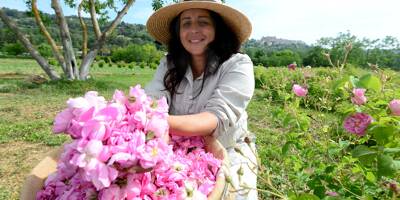 Parfumerie de luxe: les fragrances de la rose de mai envoûtent le Pays de Fayence