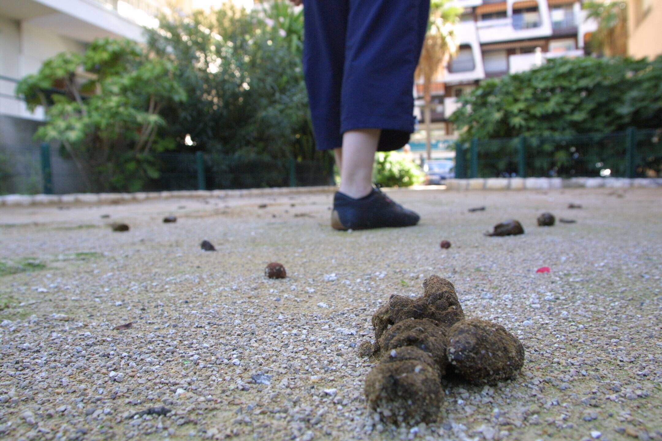 "Ce n'est pas à la ville d'offrir des croquettes donc elle n'a pas à donner de sacs": le maire de Villeneuve-Loubet va enlever les distributeurs de sacs à déjections canines