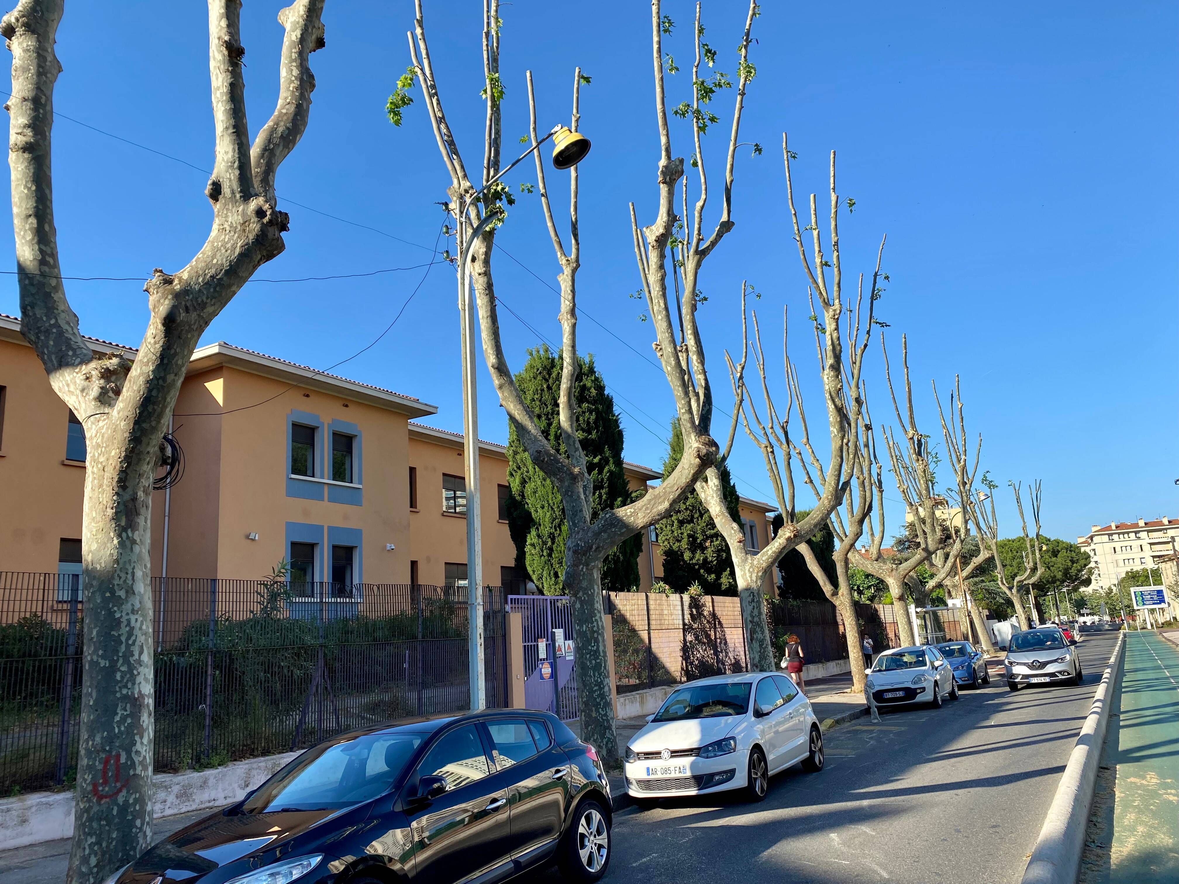 "Une erreur, une mauvaise gestion du calendrier": platanes élagués à Toulon, la ville fait son mea culpa