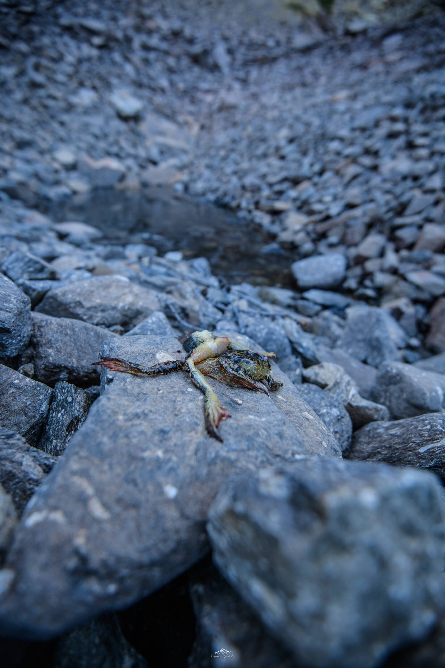 Des cadavres de grenouilles autour du lac, à sec.