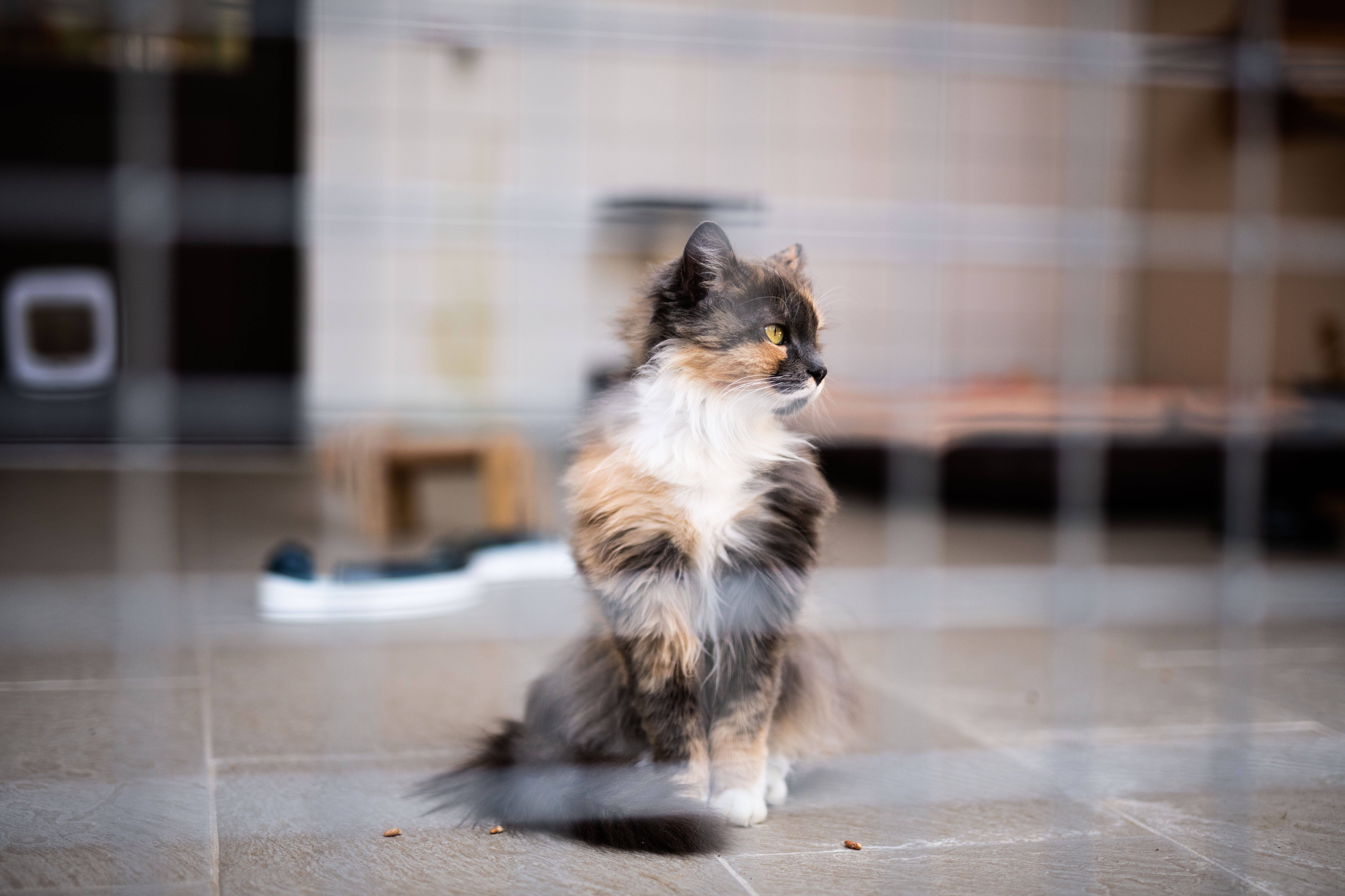 Avant la saison estivale, le refuge SPA de Flayosc est déjà sous tension