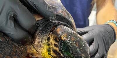 Coincée en mer dans un sac plastique, la tortue est soignée à Antibes
