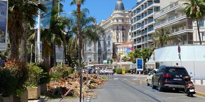 Coupe d'été pour les célèbres palmiers de la Croisette à Cannes