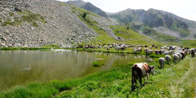 Revivez en quatre photos la transhumance des vaches, du Piémont à Mollières en passant par Isola