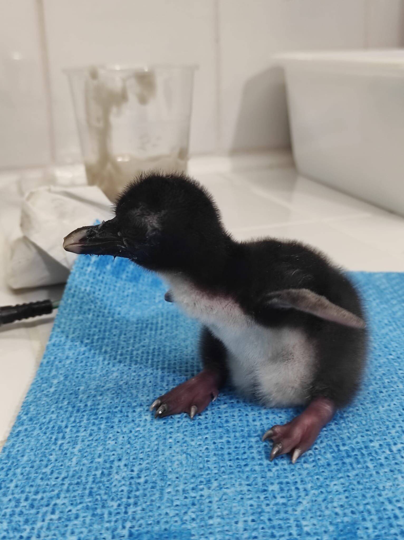 Une espèce de manchots classée en danger donne naissance à des petits à Marineland