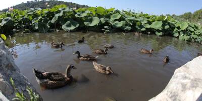 L'étang de Fontmerle à Mougins dangereux pour les chiens, info ou intox?
