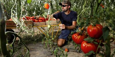 Pourquoi des tonnes de tomates produites dans la région pourraient finir à la poubelle