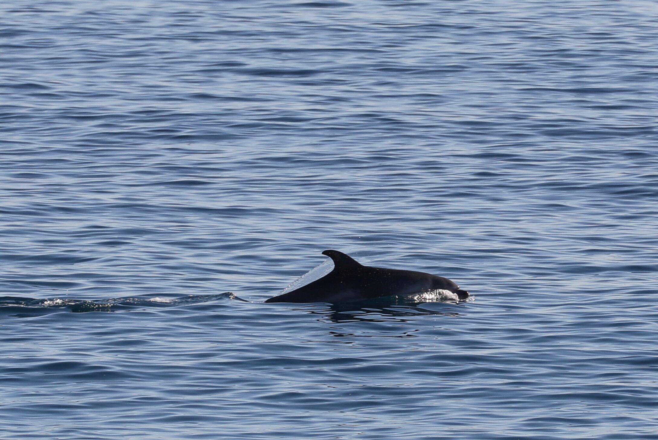 Elles proposaient à leurs clients de nager avec les dauphins en mer : trois entreprises des Alpes-Maritimes visées par la justice