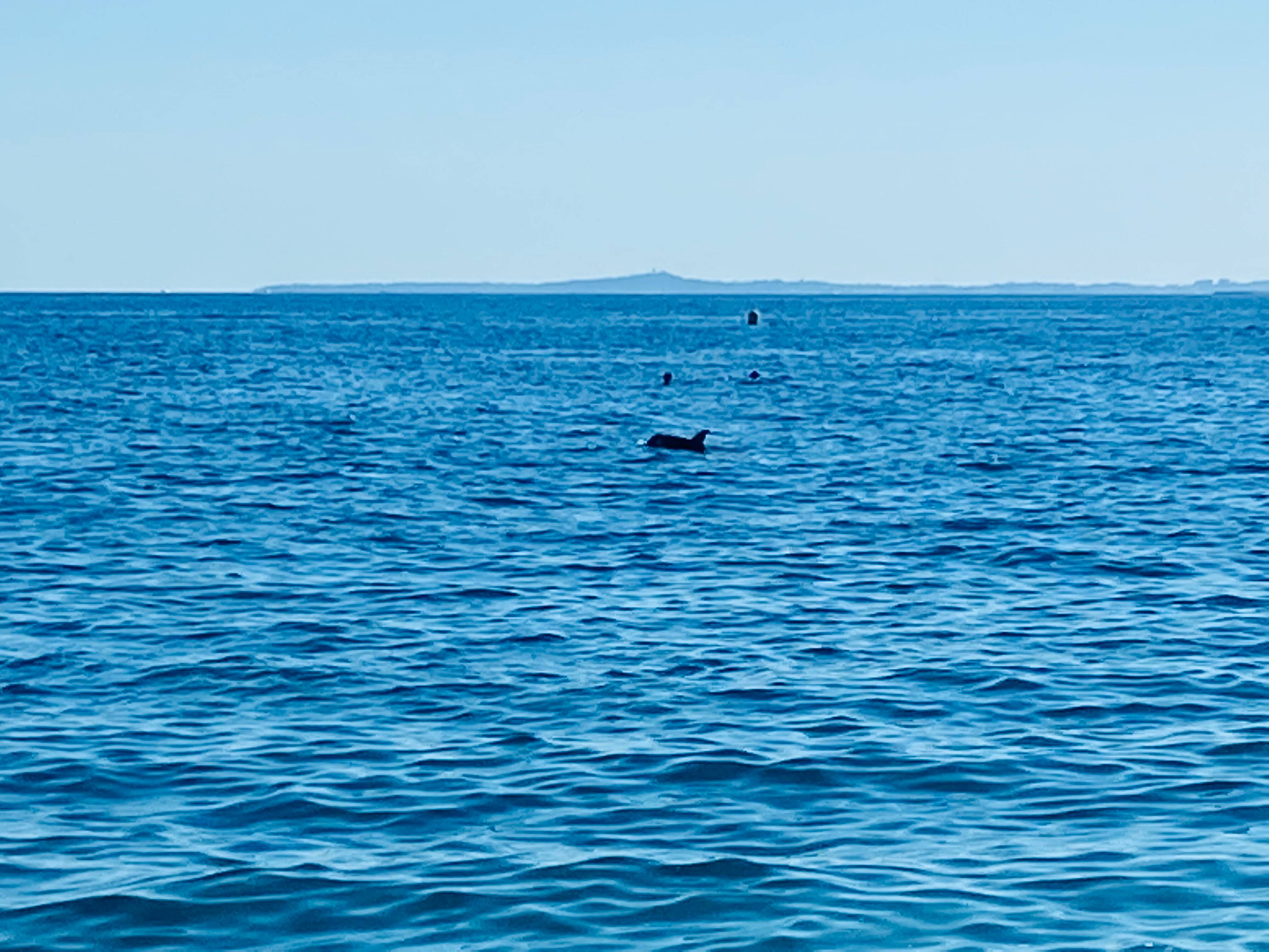 Un dauphin fait le spectacle à quelques dizaines de mètres des plages de Nice