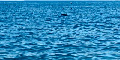 Un dauphin fait le spectacle à quelques dizaines de mètres des plages de Nice
