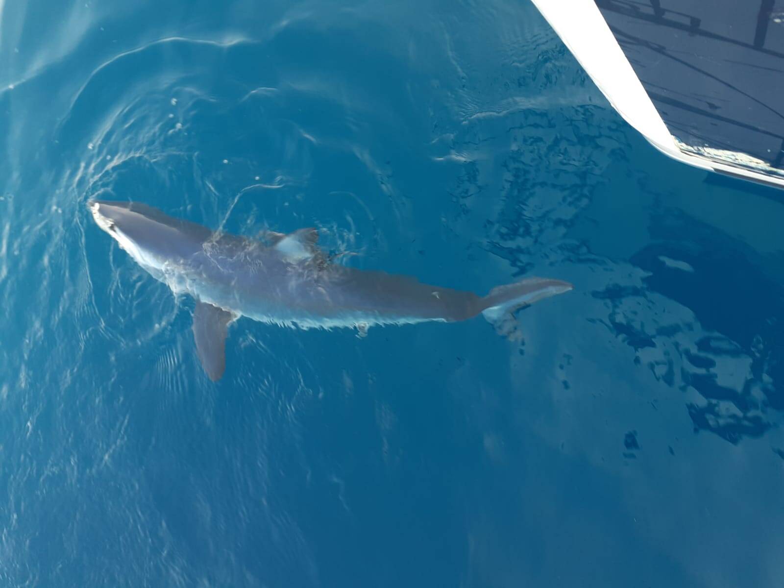Var : les requins bleus sont-ils un danger pour l'homme ?