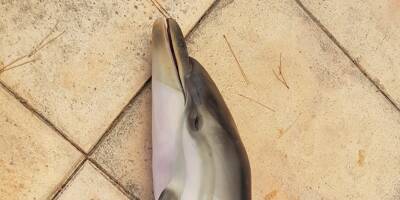 Le delphineau qui errait à Antibes ce week-end est mort