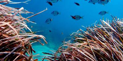 Oxygène, érosion, biodiversité... Quelle importance a la posidonie pour les fonds marins?