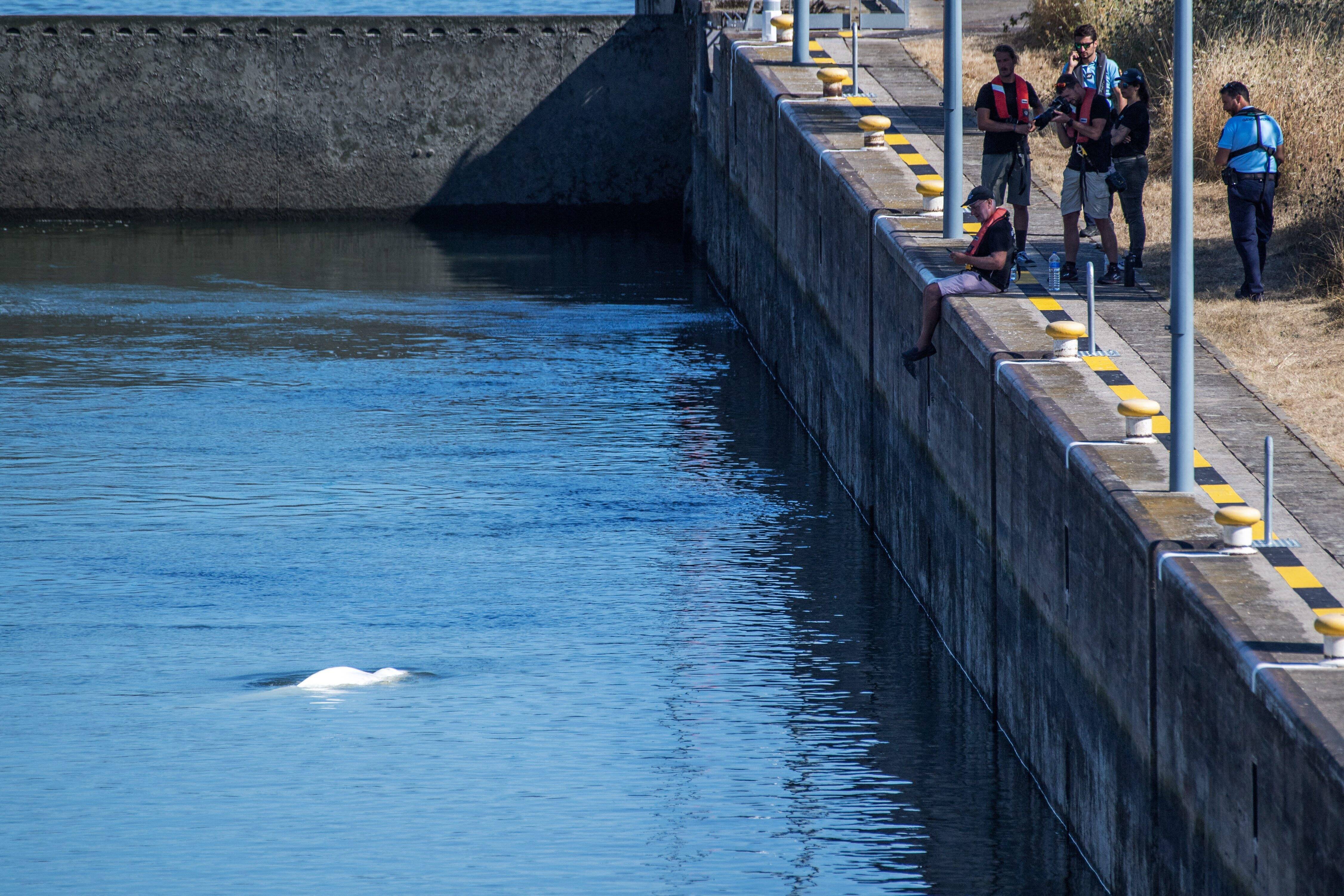 "Il y aura 24 personnes pour tenir les cordes du filet": comment l'opération d'extraction du béluga perdu dans la Seine va se dérouler ce soir