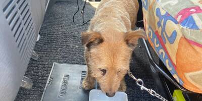 Enfermés dans un camping-car, deux chiens sauvés de la fournaise par des policiers