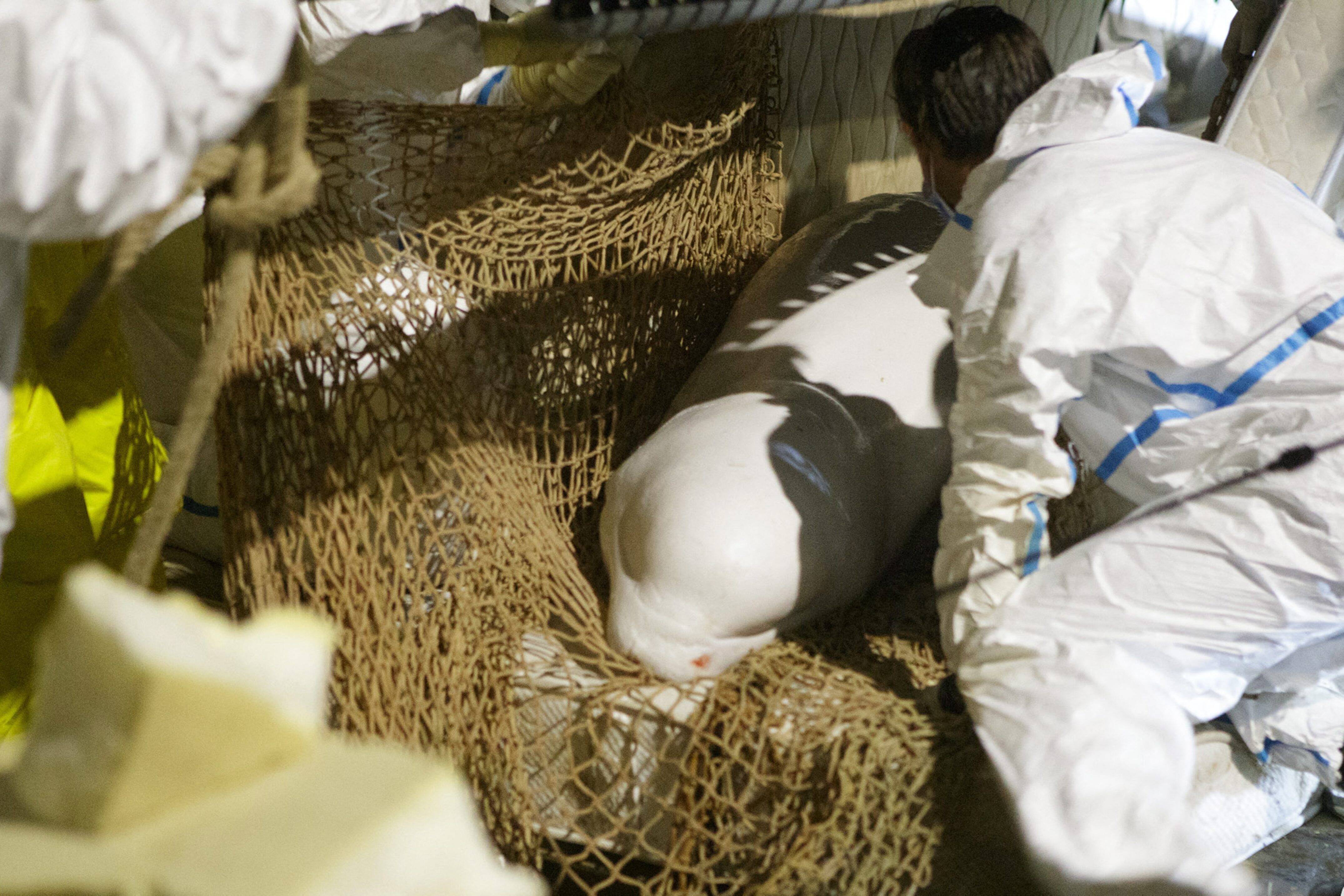 "Nous avons travaillé en parfaite intelligence": comment Marineland et Sea Shepherd ont tenté de sauver ensemble le béluga de la Seine