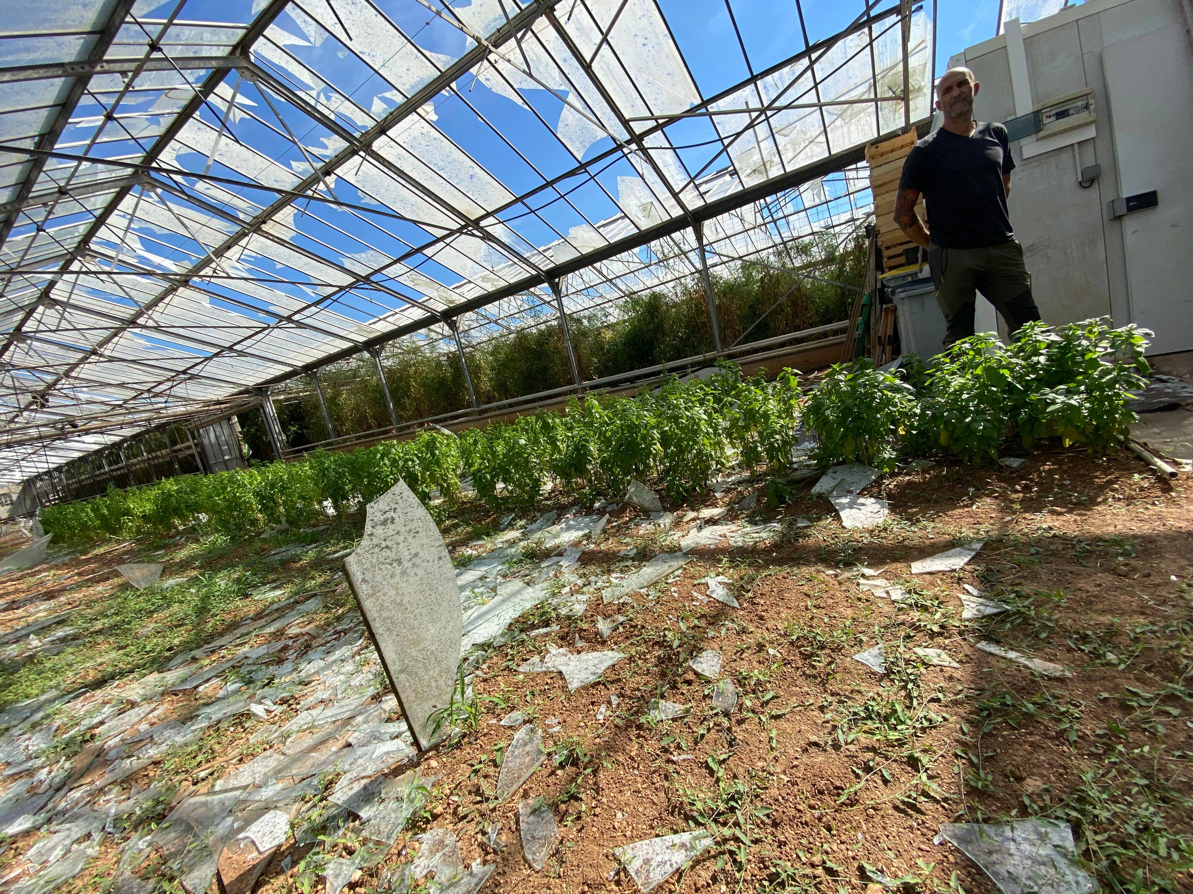 Comment cultiver les tomates - Pépinière Villeneuve