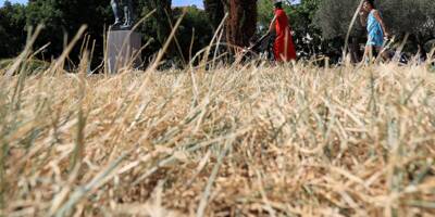 Les pelouses des parcs de Nice vont-elles survivre à la sécheresse? Voici à quoi vont ressembler les futurs gazons de la ville
