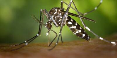 Un cas de dengue découvert à Saint-Jeannet