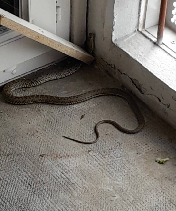 "Franchement ça fiche la trouille", une mère de famille découvre des couleuvres dans son appartement au 10e étage à Nice