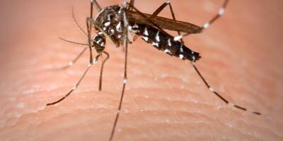 Deux nouveaux cas de dengue confirmés par l'ARS à Saint-Jeannet, sept au total