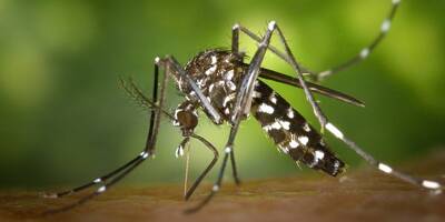 Les autorités des Alpes-Maritimes en alerte face à la multiplication des cas de dengue
