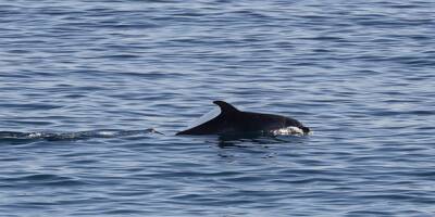 Il joue avec les baigneurs, les spécialistes l'étudient depuis des mois... Qui est ce dauphin aperçu au large de la Côte d'Azur?