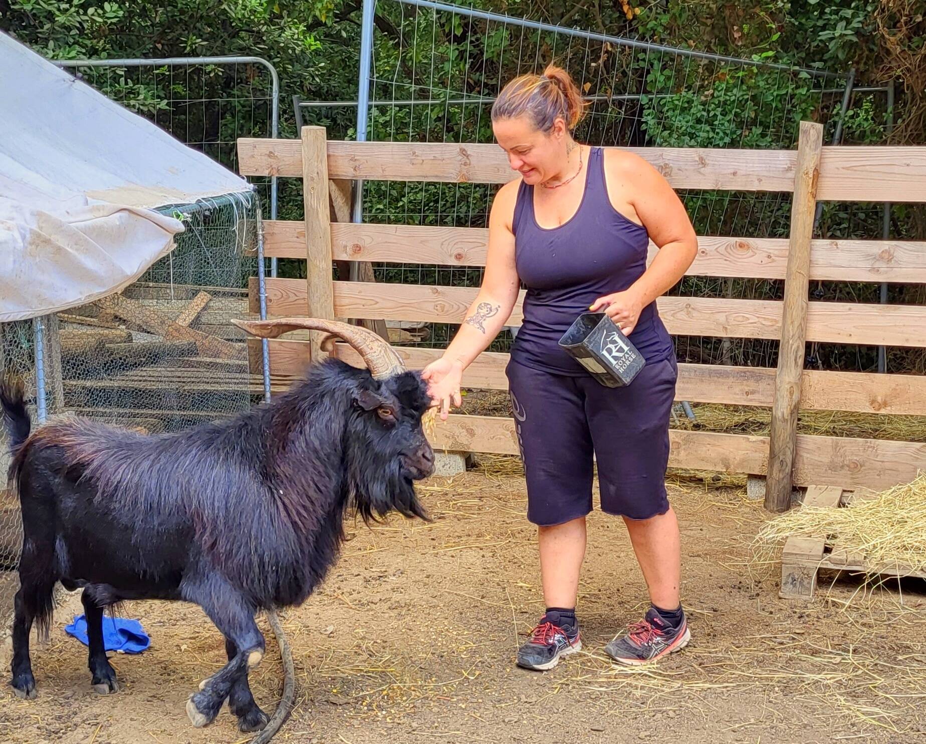 Une cagnotte pour aider le bouc vagabond du Revest à rejoindre un troupeau de chèvres