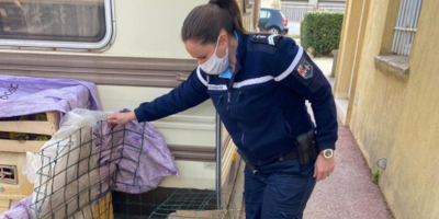 Les gendarmes de Saint-Tropez sauvent six poules maltraitées par un Parisien
