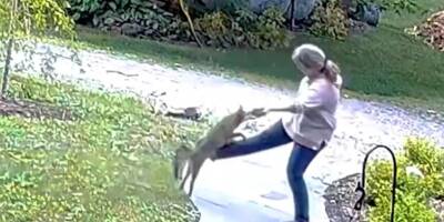 Un renard enragé attaque sauvagement une femme dans son propre jardin à New York
