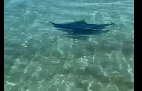 La vidéo virale d'une majestueuse raie manta aperçue au bord de la Croisette à Cannes