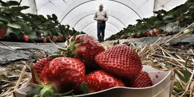 La fête de la fraise se tiendra bien à Carros le 24 avril prochain avec des conditions sanitaires strictes