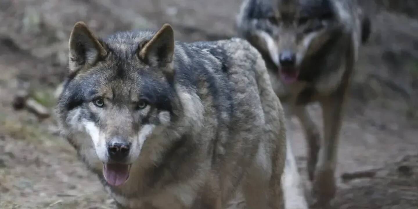 Attaques De Loups Douze Meutes Recensees Dans Le Var Au Moins 330 Attaques Cette Annee Var Matin Attaques De Loups Douze Meutes Recensees Dans Le Var Au Moins 330 Attaques Cette Annee Var Matin