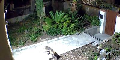 Un renard aperçu dans les rues et les jardins des particuliers à Nice