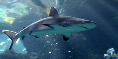 Egypte: deux femmes tuées par un requin en mer Rouge
