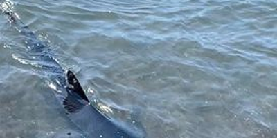 Une nouvelle vidéo de 2 minutes confirme la présence du requin bleu aperçu dans le Var