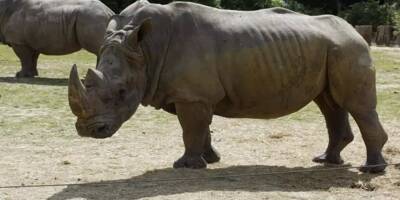Nouvelle-Zélande: un homme arrêté pour s'être baigné dans l'enclos des rhinocéros