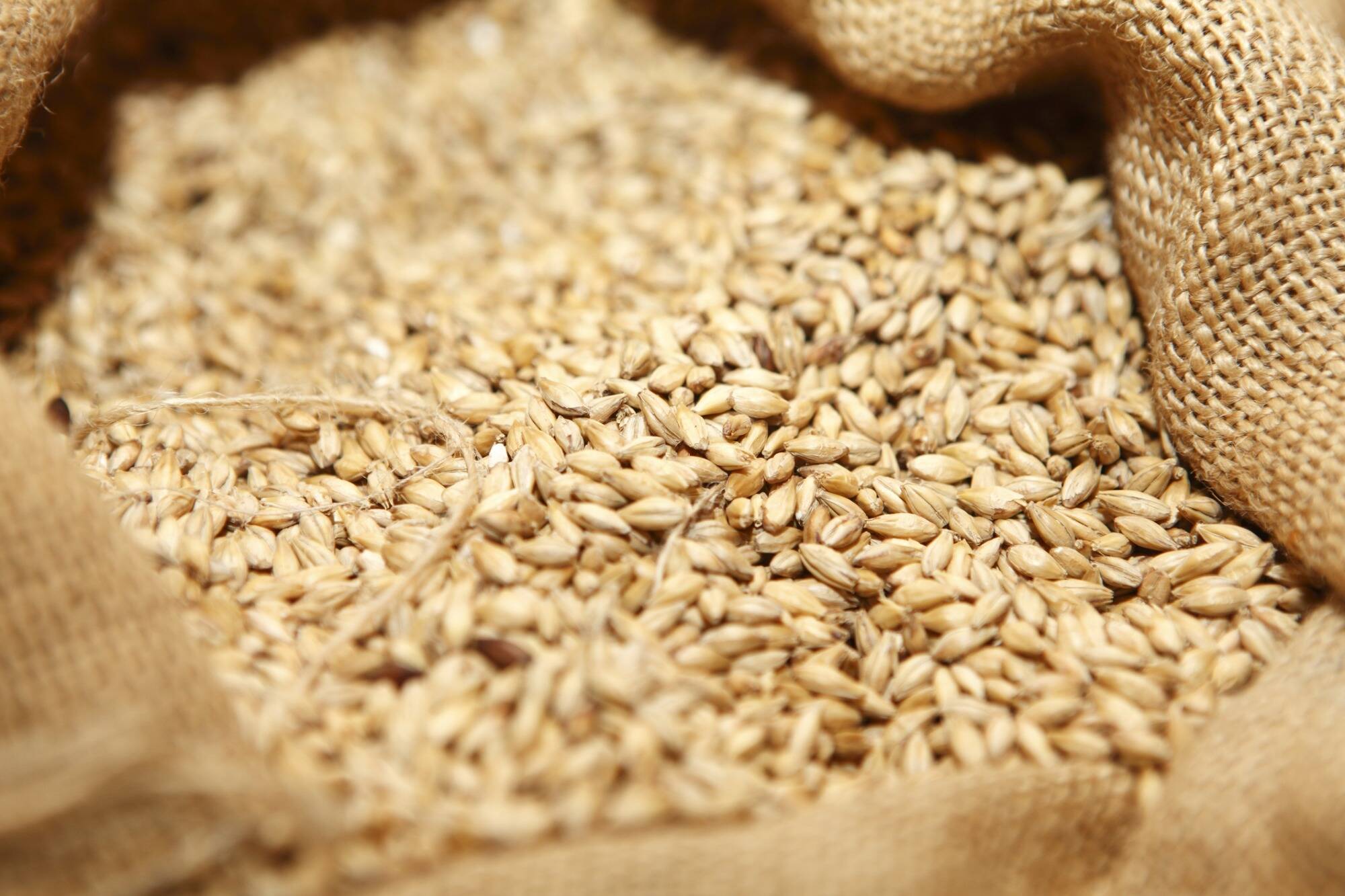 Des récoltes à foison dans le monde font baisser les prix du blé, du maïs et du soja