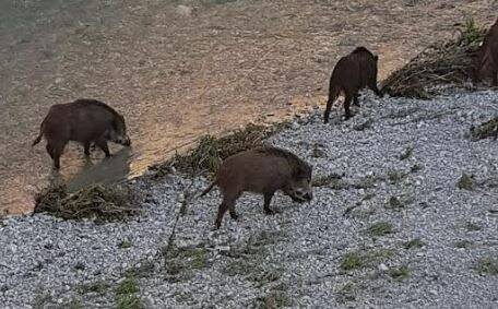 Des sangliers en balade dans le lit du Paillon et jusque sur la promenade des Anglais à Nice