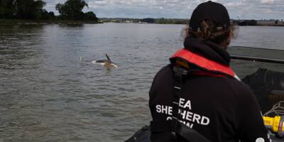 L'orque bloquée depuis plusieurs jours dans la Seine est morte