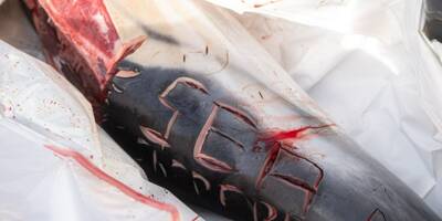 Dauphin retrouvé scarifié: l'ONG Sea Sheperd porte plainte contre X pour mutilation d'espèce protégée