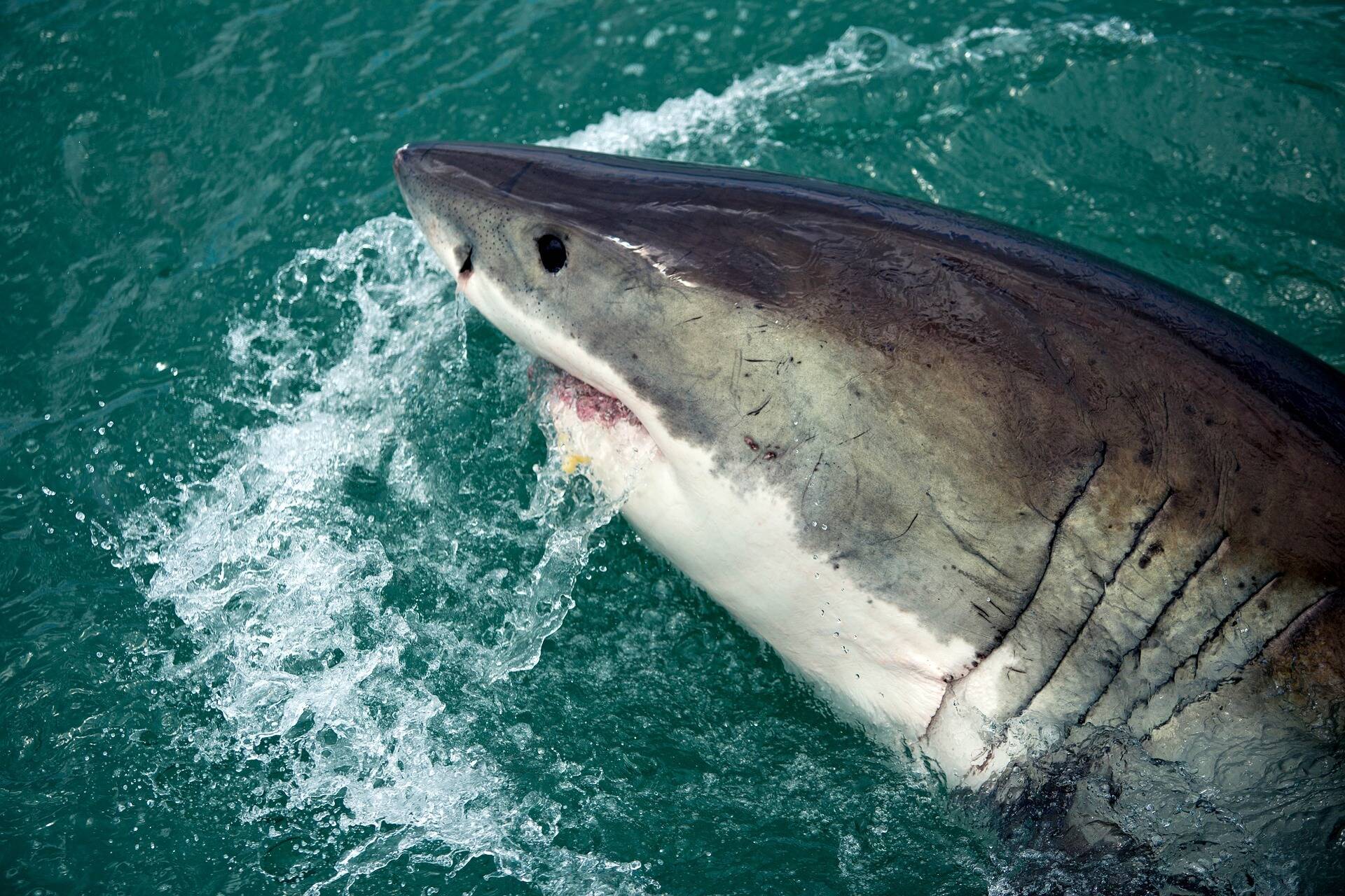 Тигровая акула опасна для человека. Гангская акула. Тихоокеанская сельдевая акула. Акула блуп. Копьезубая акула.