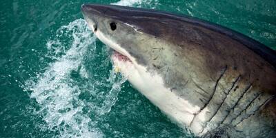 Après le décès d'un homme, en Nouvelle-Calédonie, la psychose du requin s'installe