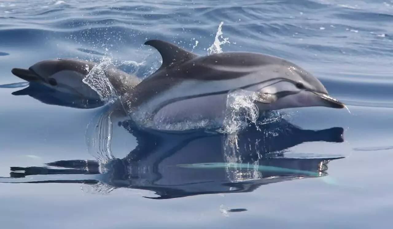 "J'étais surpris que les passants ne les remarquent pas": il filme des dauphins au large de la promenade des Anglais à Nice
