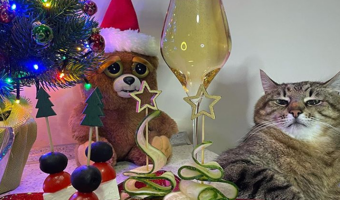 Stepan, le chat ukrainien star d'Internet et réfugié sur la Côte d'Azur affiche au compteur 2,5 millions d'abonnés... Anna, sa propriétaire, raconte