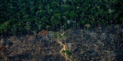 10 terrains de football de forêt tropicale primaire détruits chaque minute en 2021