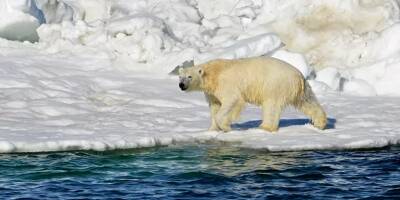 Dans une attaque rare, un ours polaire tue deux personnes en Alaska