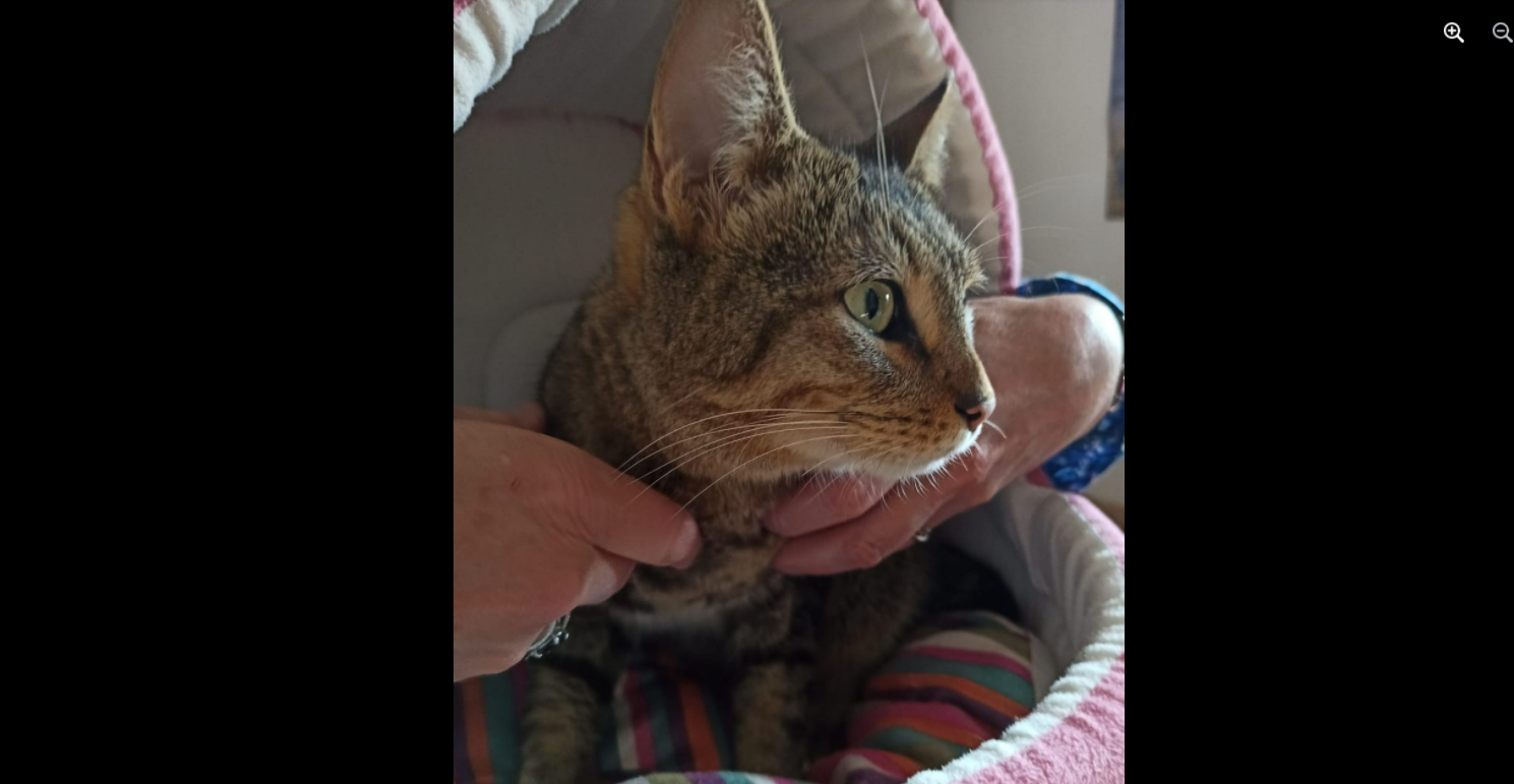 Miracle! La chatte Teddy, perdue dans un avion entre Nice et Los Angeles, a été retrouvée