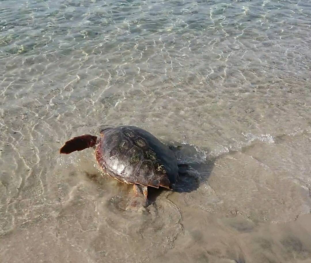 Elles ont rejoint la mer: les bébés tortues sont nés sur la plage de Golfe-Juan