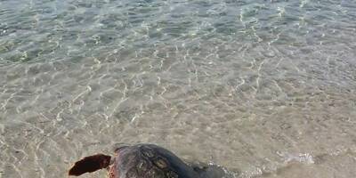 Une tortue Caouanne pond une centaine d'oeufs sur une plage de l'Hérault